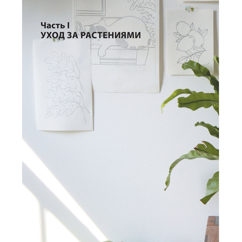 Книга "Зеленый дом. Самое понятное руководство по уходу за комнатными растениями", Дэррил Ченг - 5