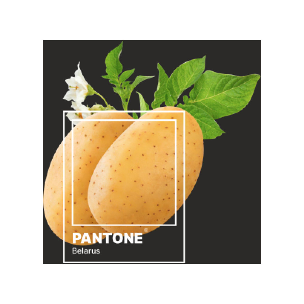 Блокнот "Pantone.Belarus", А5, 80 листов, нелинованный, черный - 3