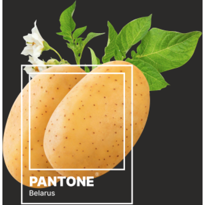 Блокнот "Pantone.Belarus", А5, 80 листов, нелинованный, черный - 3