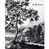 Книга "Большая книга кофе. Полный путеводитель", Тристан Стивенсон - 6