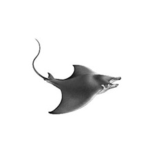 Книга "Секреты "Голубого рифа" (#5)", Катя Брандис